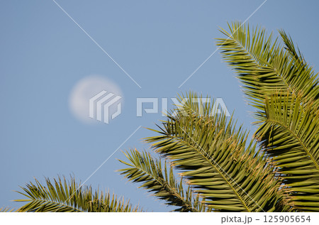 Canary Island date palm and full moon. 125905654