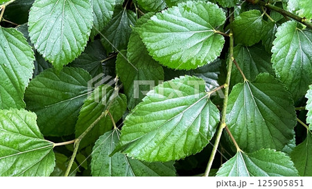 新緑の季節、雨に濡れた桑の葉、雨の後の森の中、新鮮な桑の葉 新緑の季節、雨に濡れた桑の葉、雨の後の森の中、新鮮な桑の葉 125905851