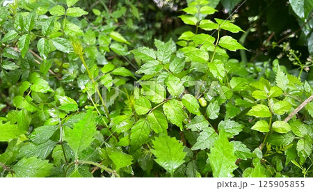 新緑の季節、生い茂る若葉、雨の後の森の中、ノウゼンカズラの葉、凌霄花の若葉 新緑の季節、生い茂る若葉、雨の後の森の中、ノウゼンカズラの葉、凌霄花の若葉 125905855