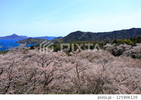 【愛媛県】桜咲く春の伯方島開山公園と岩城島（しまなみ海道） 125906120