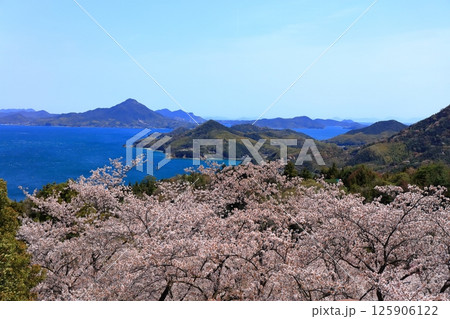 【愛媛県】桜咲く春の伯方島開山公園と岩城島（しまなみ海道） 125906122