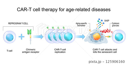 Immunotherapy for aging Immunotherapy for aging 125906160
