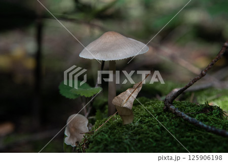 Mushroom gray toadstool among yellow leaves. Autumn. 125906198