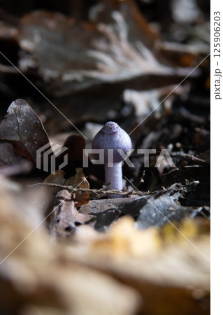 Inocybe geophylla paganka mushroom. Purple mushroom in autumn. Inocybe geophylla paganka mushroom. Purple mushroom in autumn. 125906203