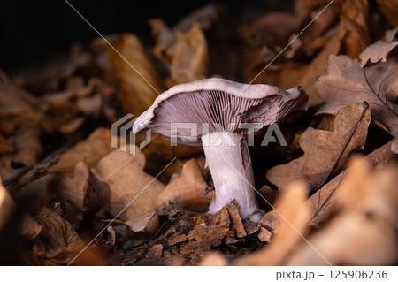 Mushroom in the forest among fallen oak leaves. Mushroom in the forest among fallen oak leaves. 125906236
