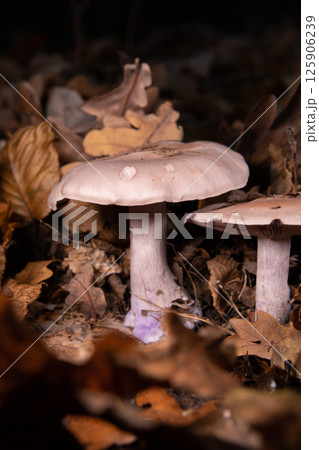 Two purple toadstool mushrooms among yellow oak leaves in the evening. 125906239