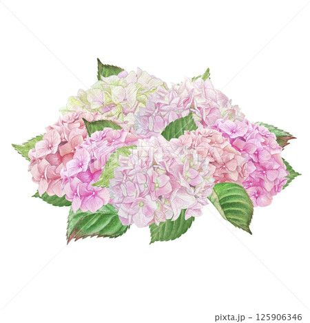 Watercolor drawing of a delicate bouquet of pink hydrangeas. Handmade, isolated on a white background. Watercolor drawing of a delicate bouquet of pink hydrangeas. Handmade, isolated on a white background. 125906346