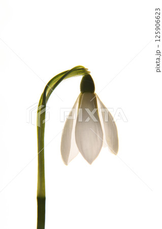 White flower, snowdrop. On a white background. Vertically. Close up. Isolated. Spring flower. White flower, snowdrop. On a white background. Vertically. Close up. Isolated. Spring flower. 125906623