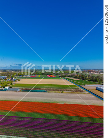 Aerial view of vibrant tulip fields in full bloom, surrounding industrial buildings in a rural landscape. Colorful rows of flowers stretch toward the horizon, blending nature with agriculture. Aerial view of vibrant tulip fields in full bloom, surrounding industrial buildings in a rural landscape. Colorful rows of flowers stretch toward the horizon, blending nature with agriculture. 125906659