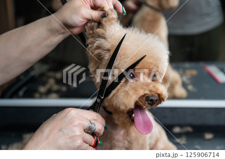 Groomer grooming a chocolate mini poodle. Groomer grooming a chocolate mini poodle. 125906714