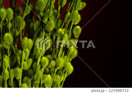 Bouquet of willow flowers in neon green light on a red background. Studio photo. Bouquet of willow flowers in neon green light on a red background. Studio photo. 125906732
