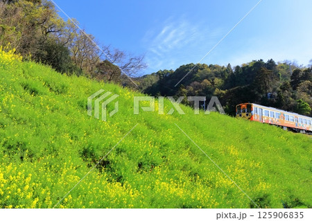 【愛媛県】閏住の菜の花畑と列車(夕日に映える菜の花街道) 【愛媛県】閏住の菜の花畑と列車(夕日に映える菜の花街道) 125906835