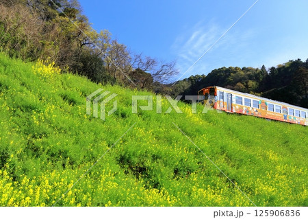 【愛媛県】閏住の菜の花畑と列車(夕日に映える菜の花街道) 【愛媛県】閏住の菜の花畑と列車(夕日に映える菜の花街道) 125906836