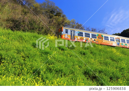 【愛媛県】閏住の菜の花畑と列車(夕日に映える菜の花街道) 【愛媛県】閏住の菜の花畑と列車(夕日に映える菜の花街道) 125906838