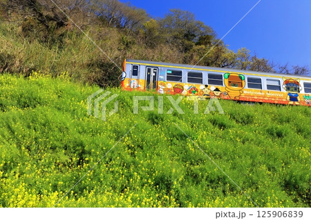 【愛媛県】閏住の菜の花畑と列車(夕日に映える菜の花街道) 【愛媛県】閏住の菜の花畑と列車(夕日に映える菜の花街道) 125906839