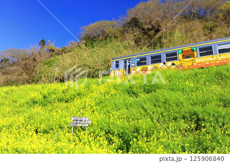 【愛媛県】閏住の菜の花畑と列車(夕日に映える菜の花街道) 【愛媛県】閏住の菜の花畑と列車(夕日に映える菜の花街道) 125906840