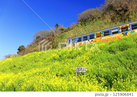 【愛媛県】閏住の菜の花畑と列車(夕日に映える菜の花街道) 【愛媛県】閏住の菜の花畑と列車(夕日に映える菜の花街道) 125906841
