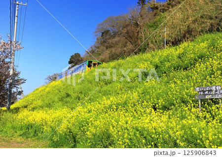 【愛媛県】閏住の菜の花畑と列車（夕日に映える菜の花街道） 125906843