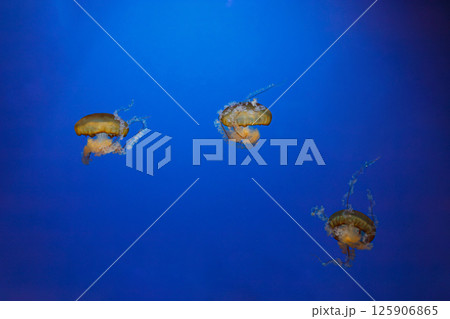 underwater photos of jellyfish chrysaora fuscescens jellyfish pacific sea nettle 125906865