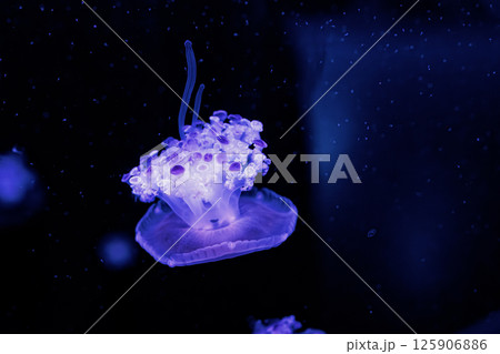 underwater photography jellyfish Cotylorhiza tuberculata, Mediterranean jellyfish underwater photography jellyfish Cotylorhiza tuberculata, Mediterranean jellyfish 125906886