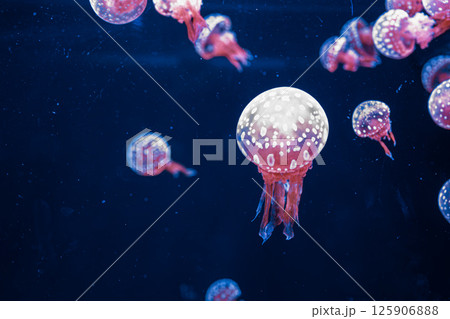 underwater photography jellyfish mastigias papua, spotted jelly, lagoon jelly, golden medusa underwater photography jellyfish mastigias papua, spotted jelly, lagoon jelly, golden medusa 125906888