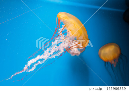 underwater photography jellyfish Chrysaora fuscescens, Pacific sea nettle, West Coast sea nettle 125906889