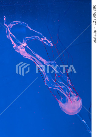 underwater photography jellyfish Purple striped jelly. Chrysaora colorata underwater photography jellyfish Purple striped jelly. Chrysaora colorata 125906890