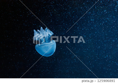 underwater photography jellyfish Blue Blubber Jelly, Catostylus mosaicus 125906891