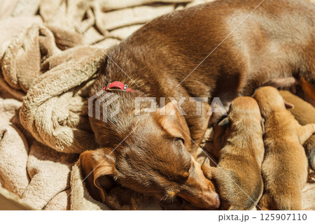 Little dachshund mom feeding puppies newborns Little dachshund mom feeding puppies newborns 125907110