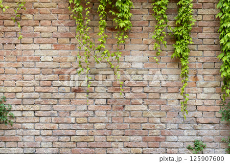 Old Brick Wall with Hanging Ivy Old Brick Wall with Hanging Ivy 125907600