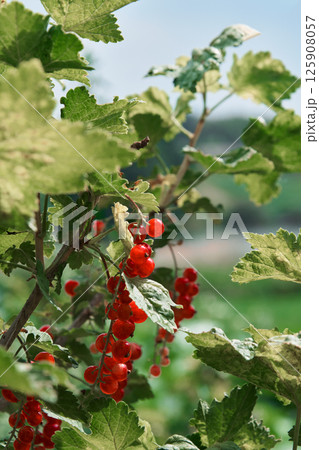 Bush of ripe red currants green and red berries background close up view selective focus vertical picture.  125908057