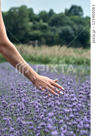 The girl touches the lavender flowers on the field. The girl touches the lavender flowers on the field. 125908063