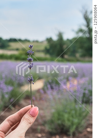 A branch of lavender in the hands against the backdrop of a lavender field. 125908064