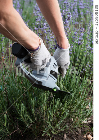 Harvesting lavender flowers. Bush processing. Hands in the frame. Harvesting lavender flowers. Bush processing. Hands in the frame. 125908188