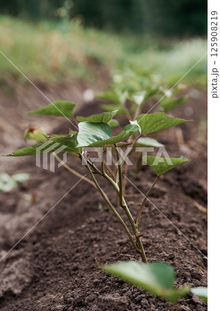 Vertical photo of a sweet potato growing in a vegetable garden. Sweet potato plant farm growing in a nursery. 125908219