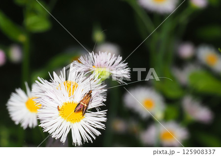 ハルジオンの花に止まるホソオビヒゲナガ(オス) ハルジオンの花に止まるホソオビヒゲナガ(オス) 125908337