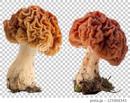 Gyromitra mushroom on white background, wild false morel fungi with wrinkled cap 125908345