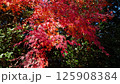 紅葉 125908384