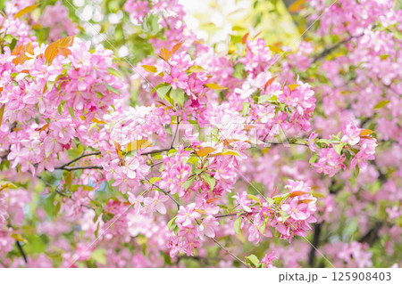 Close-up of pink cherry blossoms intertwined with fresh green leaves, scenic harmony of color and nature. Concept of spring's arrival, nature's balance beauty, season and natural design Close-up of pink cherry blossoms intertwined with fresh green leaves, scenic harmony of color and nature. Concept of spring's arrival, nature's balance beauty, season and natural design 125908403