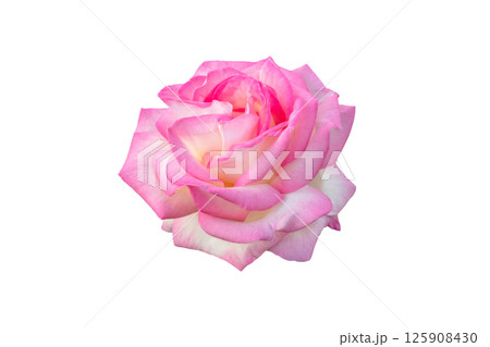 Creamy white edged with pink hybrid tea rose flower isolated on white background. Beautiful rose bloom with blush petals. Creamy white edged with pink hybrid tea rose flower isolated on white background. Beautiful rose bloom with blush petals. 125908430