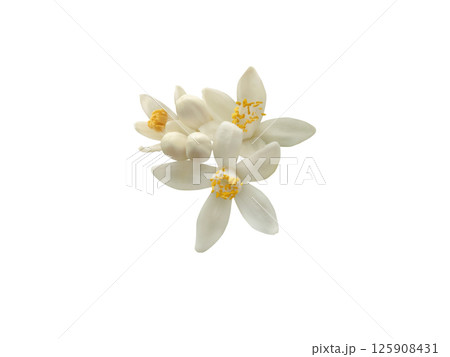 Bunch of white orange tree flowers and buds isolated on white background. Citrus sinensis flowering plant. 125908431