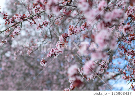 Prunus cerasifera,cherry plum or myrobalan plum pink blossom blurred spring garden background Prunus cerasifera,cherry plum or myrobalan plum pink blossom blurred spring garden background 125908437
