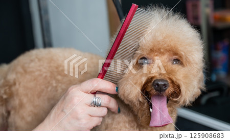 Groomer combing poodle in salon. Groomer combing poodle in salon. 125908683