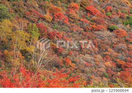 那須高原の紅葉 125908694