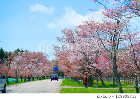 浦河町の桜 浦河町の桜 125908715