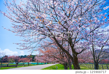 浦河町の桜 浦河町の桜 125908717