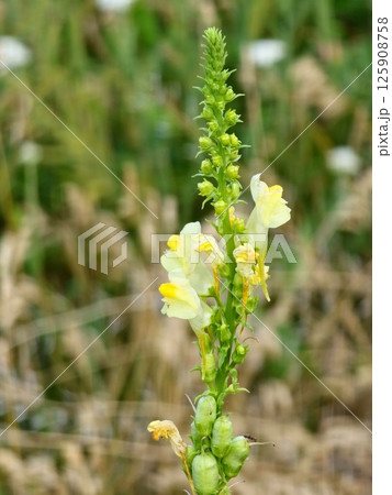 View of bright yellow flowers Antirrhinum majus, the common snapdragon family Plantaginaceae 125908758
