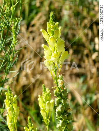 View of bright yellow flowers Antirrhinum majus, common snapdragon family Plantaginaceae 125908759