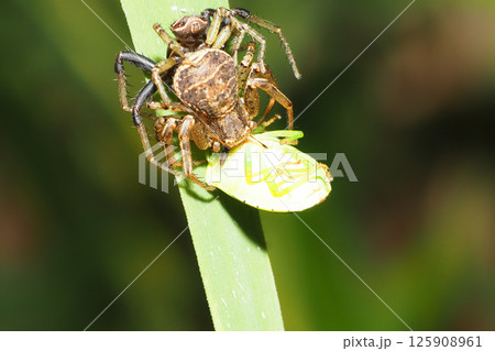 カメムシを捕えたカニグモ（メス）の一種 125908961