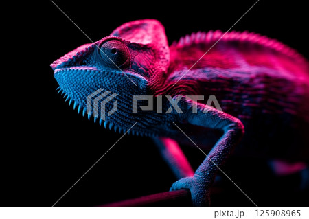 Chameleon posing under neon lights in dark studio 125908965